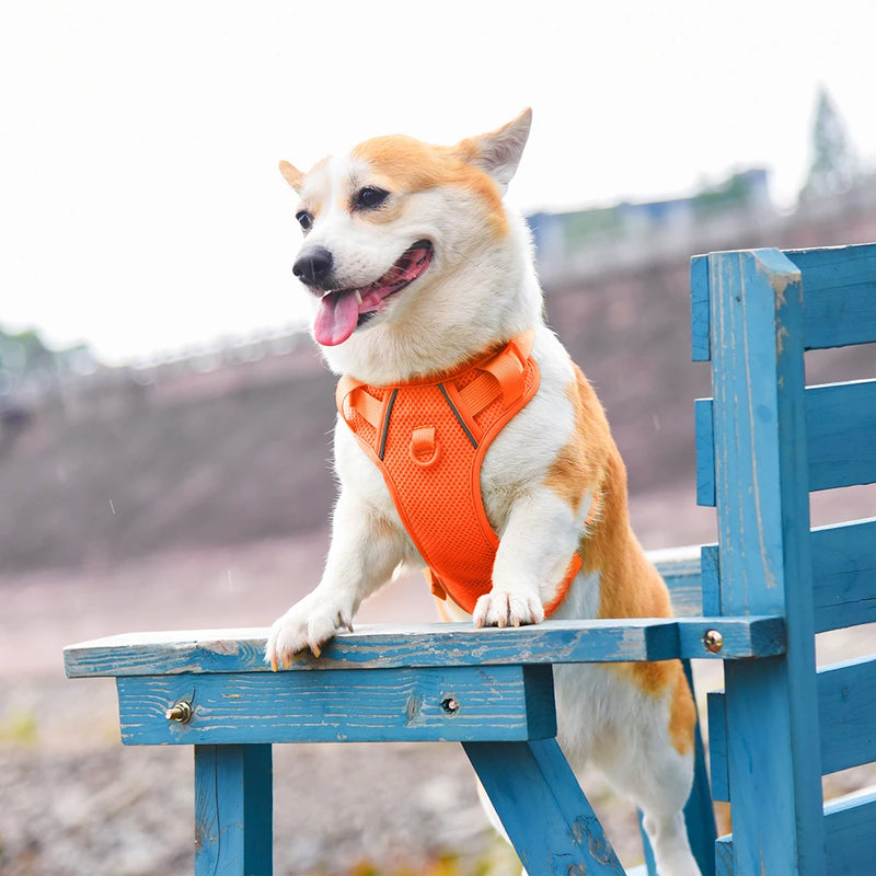Adjustable Nylon Dog Harnesses With Control Handle
